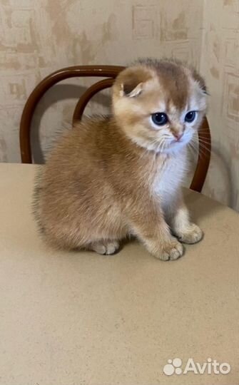 Шотландская вислоухая кошка