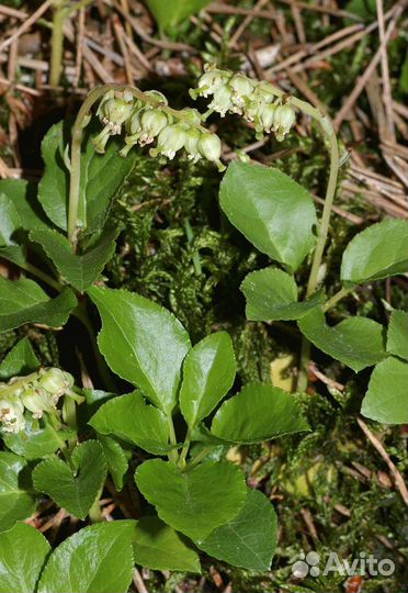 Боровая матка