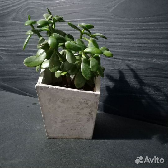 Кашпо для цветов на 1 литр, авито доставка 54