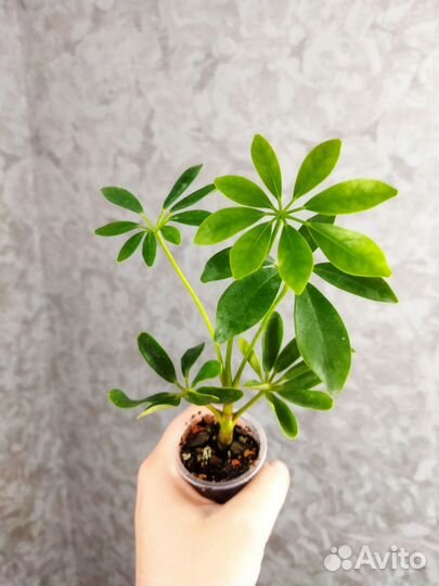 Шефлера обычная