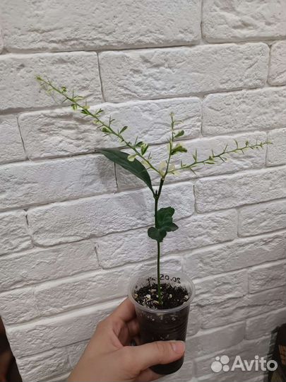 Микроцитрус вариегатный RED champagne