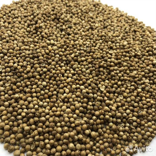 Продам кориандр