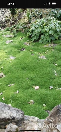 Мшанка шиловидная морозостойкая #ирландскиймох