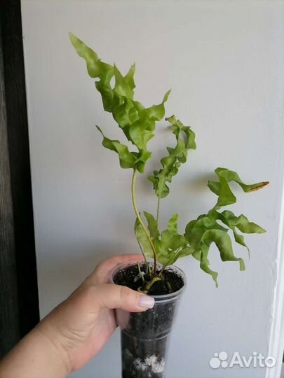 Папоротник