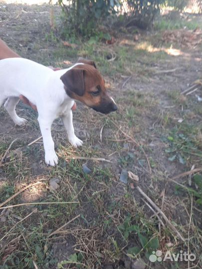 Фокстерьер