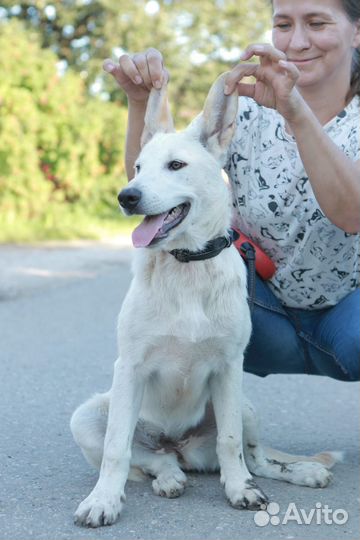 Щенок Белла в дар