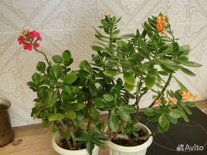 Фикус/педилантус/каланхоэ/сансивиерия/Драцена