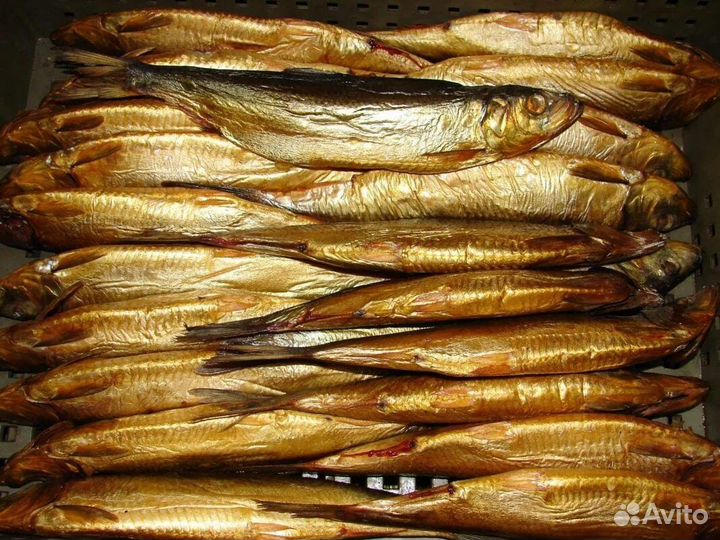 Рыба Салака холодного копчения