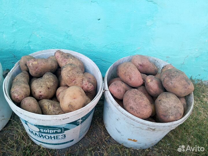Продам картофель с доставкой