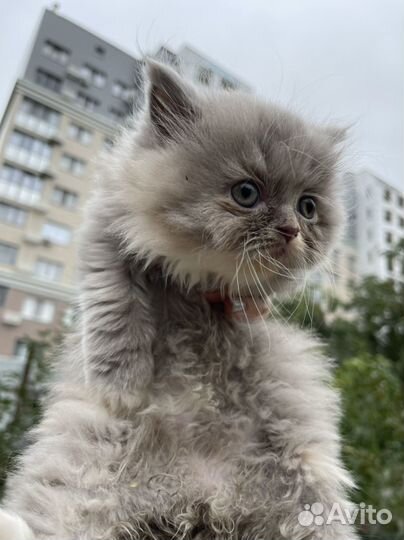 Котята экзоты