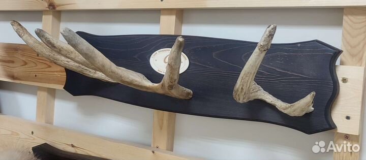 Вешалка из рога лося
