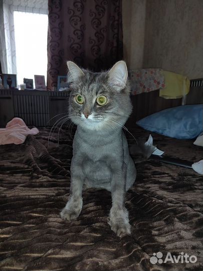 Кошка в дар бесплатно