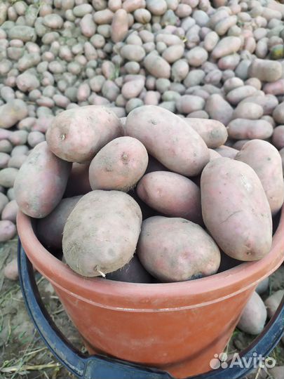 Продам картофель