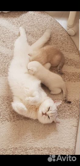 Британская серебристая шиншилла