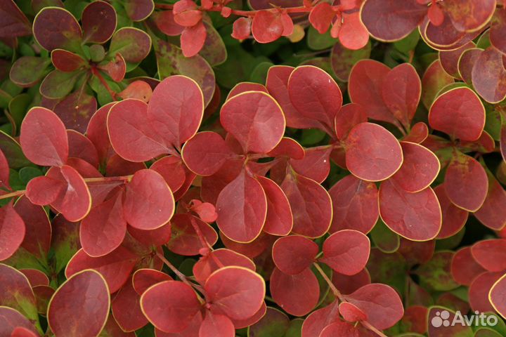 Саженцы барбарисов