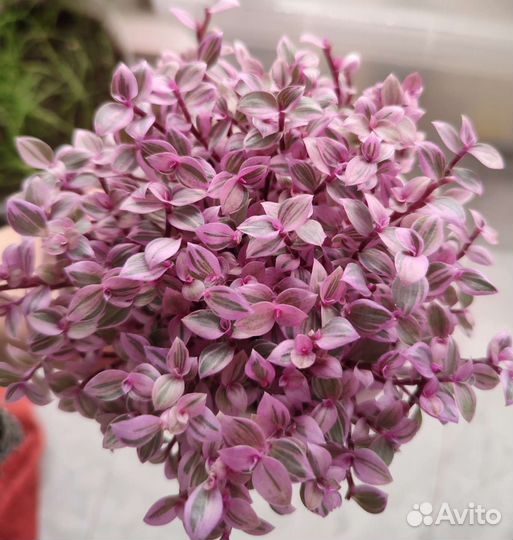 Каллизия розовая пантера