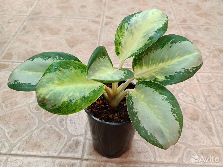 Аглаонемы тайские сортовые, 3