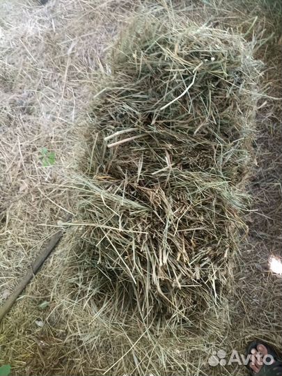 Сено в тюках