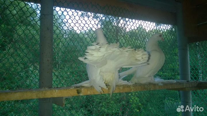 Голуби бакинцы, пермяки и луганские