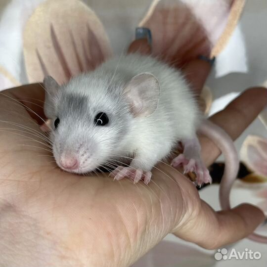 Питомник. Дамбо крысы, крысята, крыса