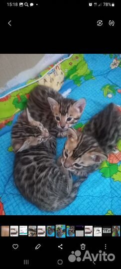 Бенгальские котята
