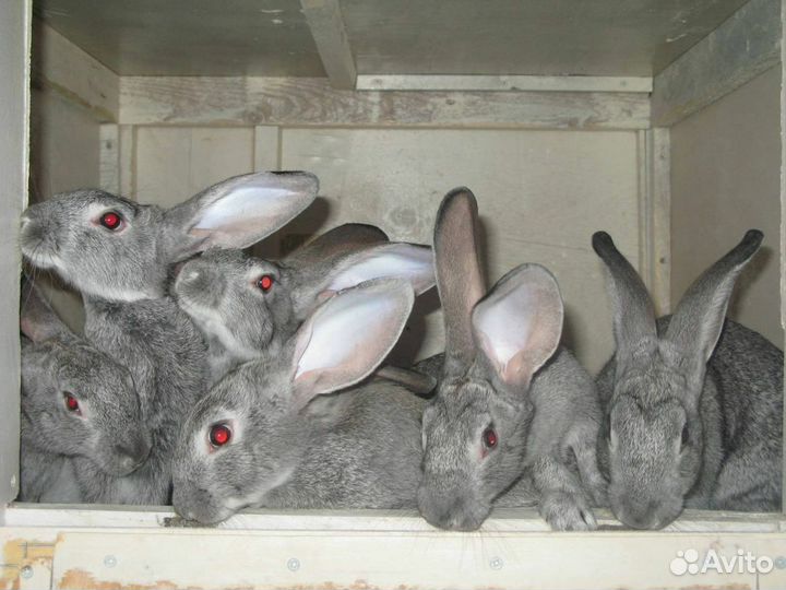 Кролики купить в московской