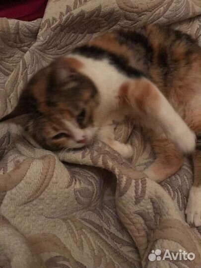 Кошечка в дар бесплатно