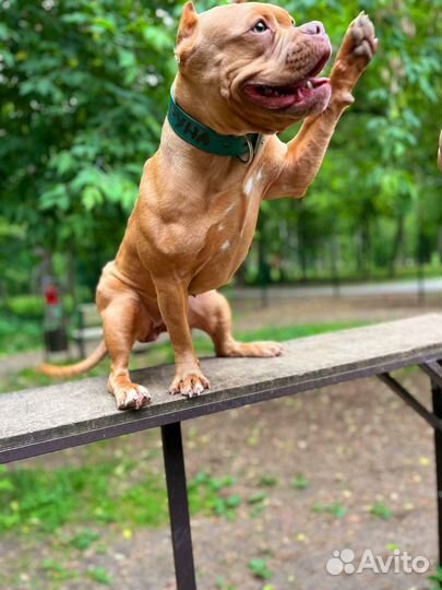 Аренда животных для фотосессии. Американский булли