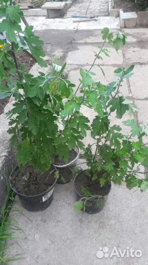 Хризантема, хоста