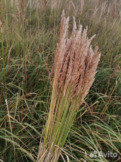 Вейник сухоцвет