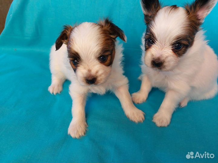 Щенки папийона