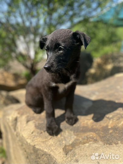 В добрые руки