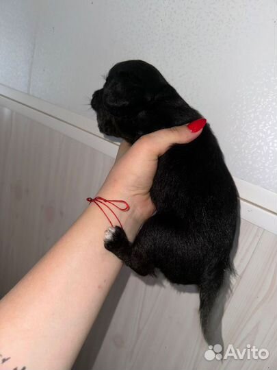 Продам милого щенка