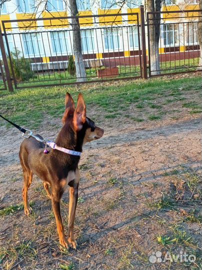 Вязка собак