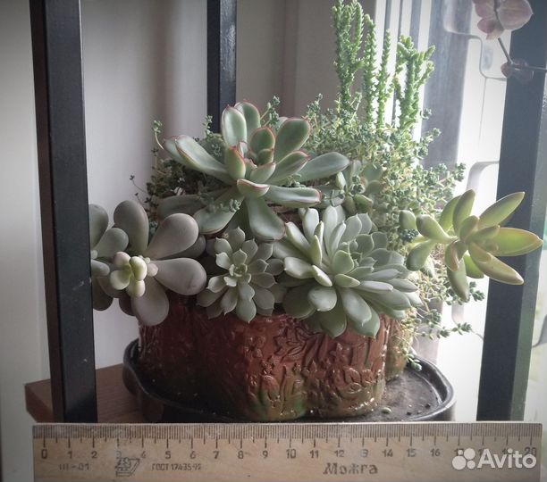 Суккуленты набор в керамическом кашпо