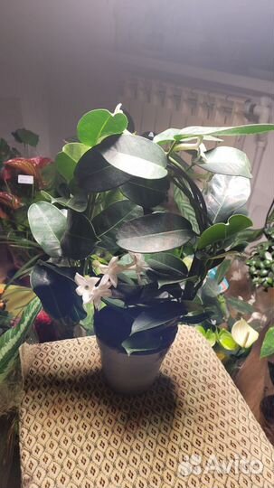 Стефанотис