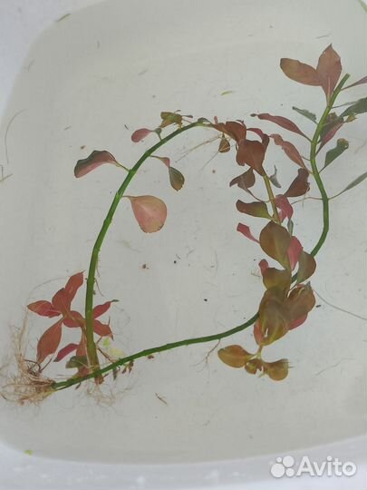 Водоросли для аквариума