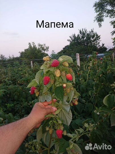 Ремонтантная малина