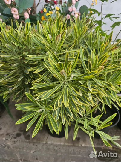 Растения многолетние для сада