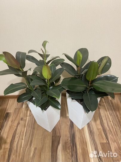 Фикус мелани