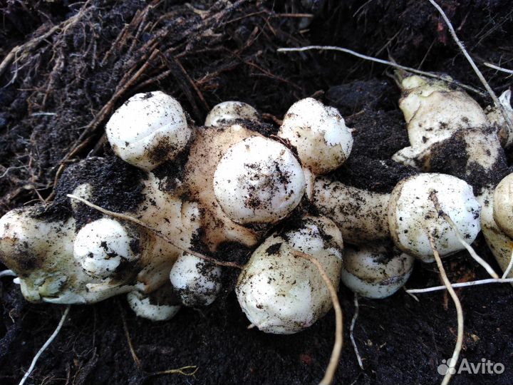 Топинамбур