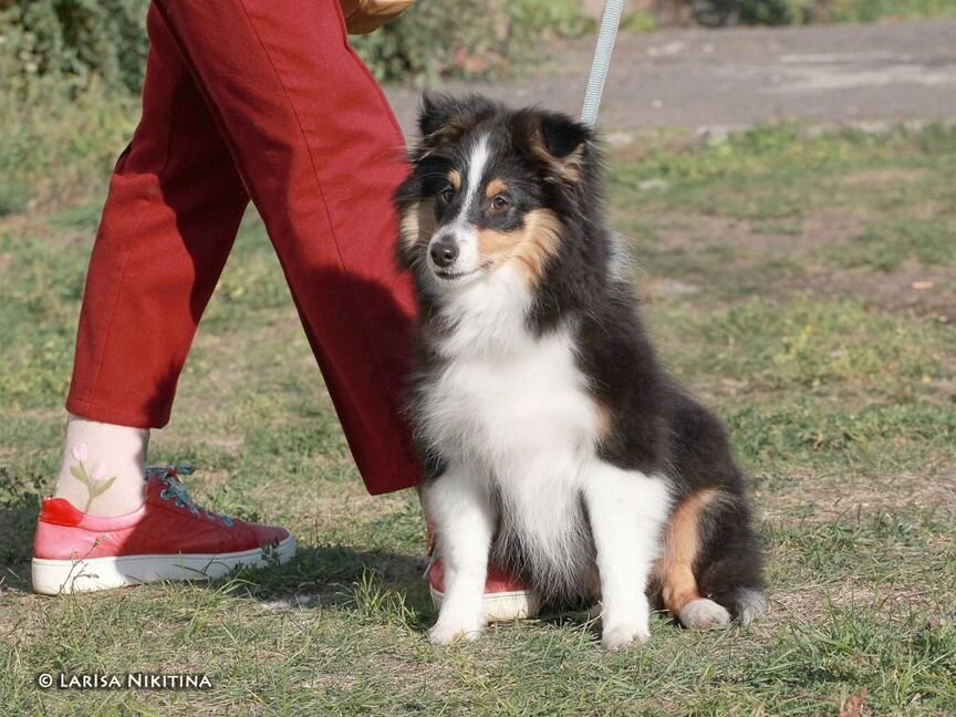 Щенки шелти