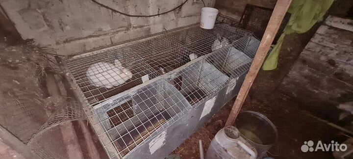 Кролики,клетки для кроликов,козлята