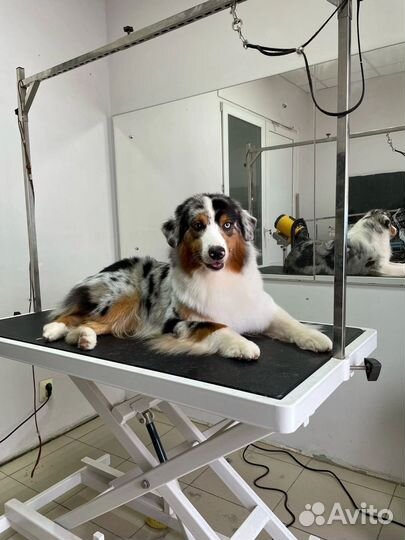 Груминг собак