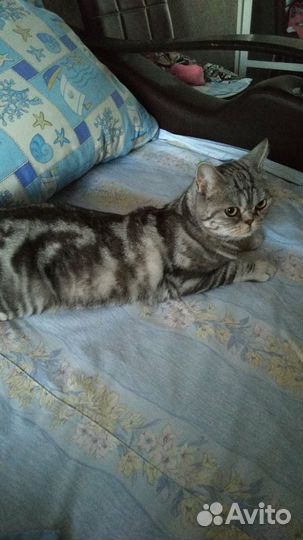 Отдаем в хорошие руки