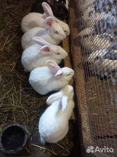 Продам мясо кролика