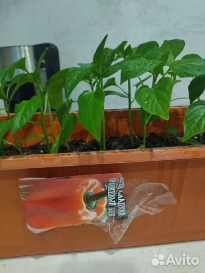 Перец острый и сладкий