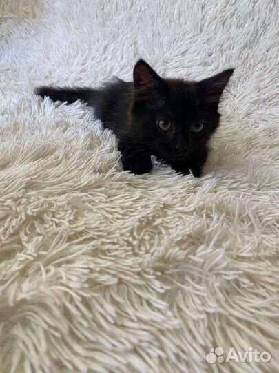 Котенок в добрые руки