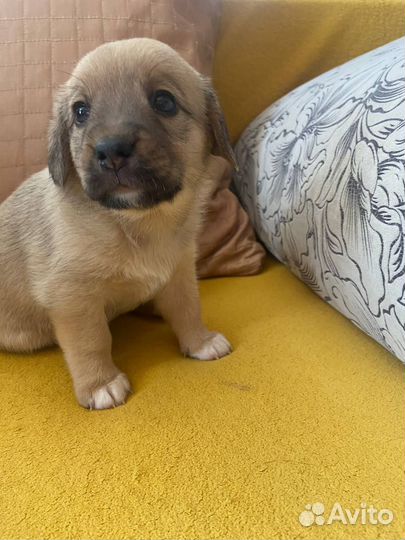 Щенки в добрые руки отдам бесплатно, некрупные