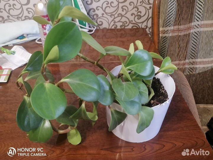 Комнатные растения